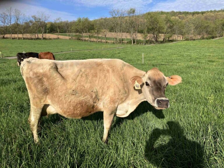 Kara, one of the cows for sale