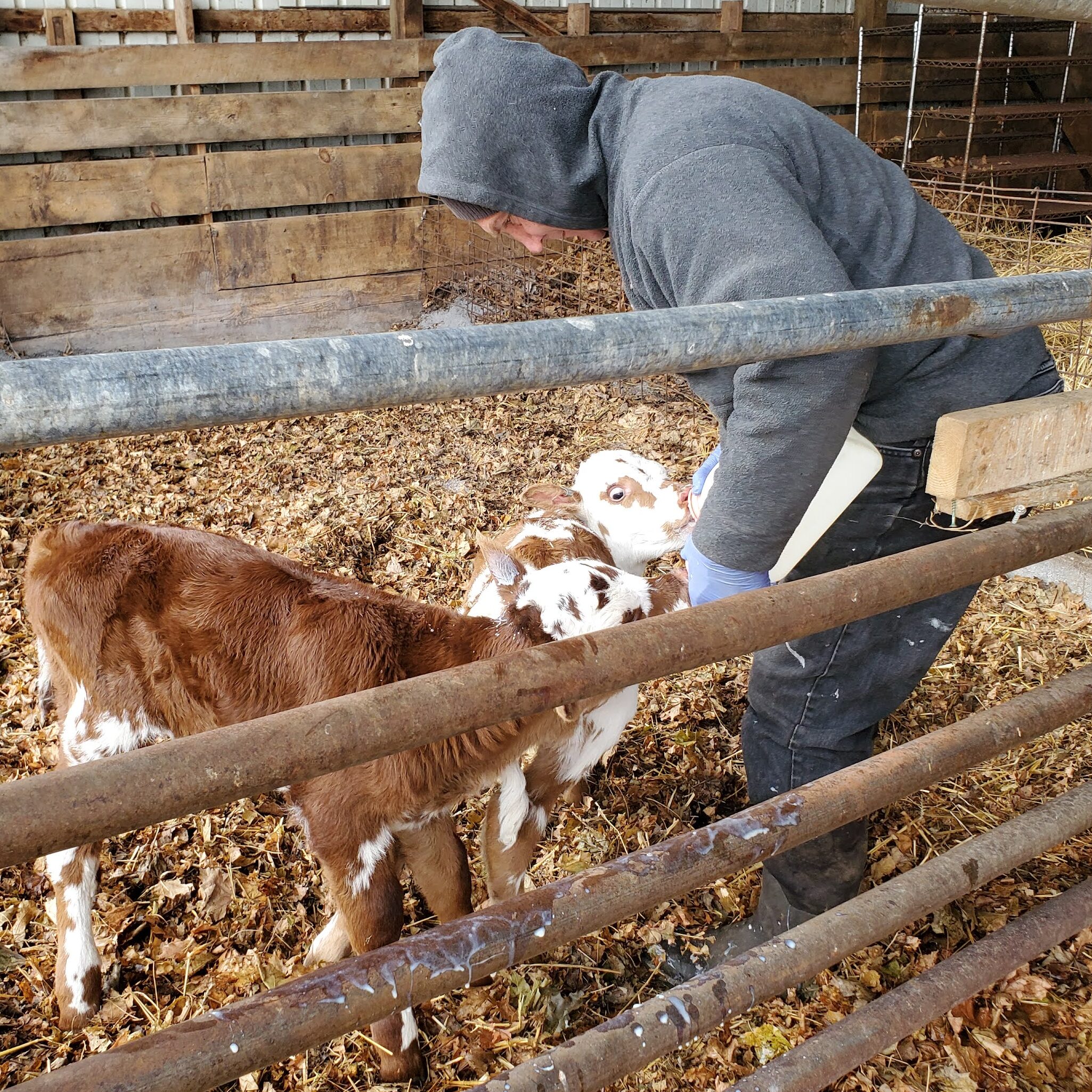 Dave feeding Mezcal and Maldon, two new calves