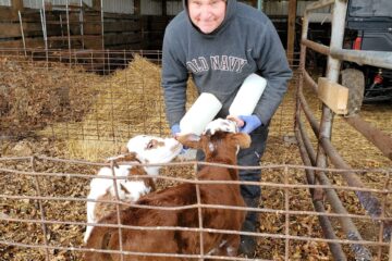 Dave feeding Mezcal and Maldon, the first calves of 2024