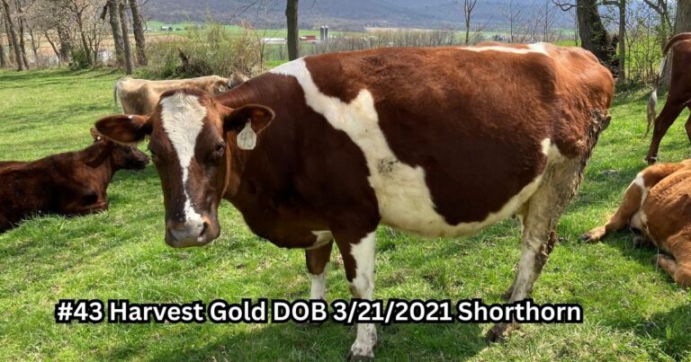Harvest Gold one of the cows for sale