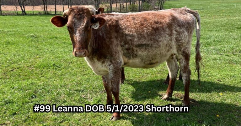 Leanna, one of the cows for sale