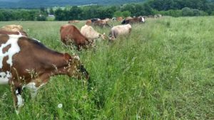 Our cows enjoying the full pasture