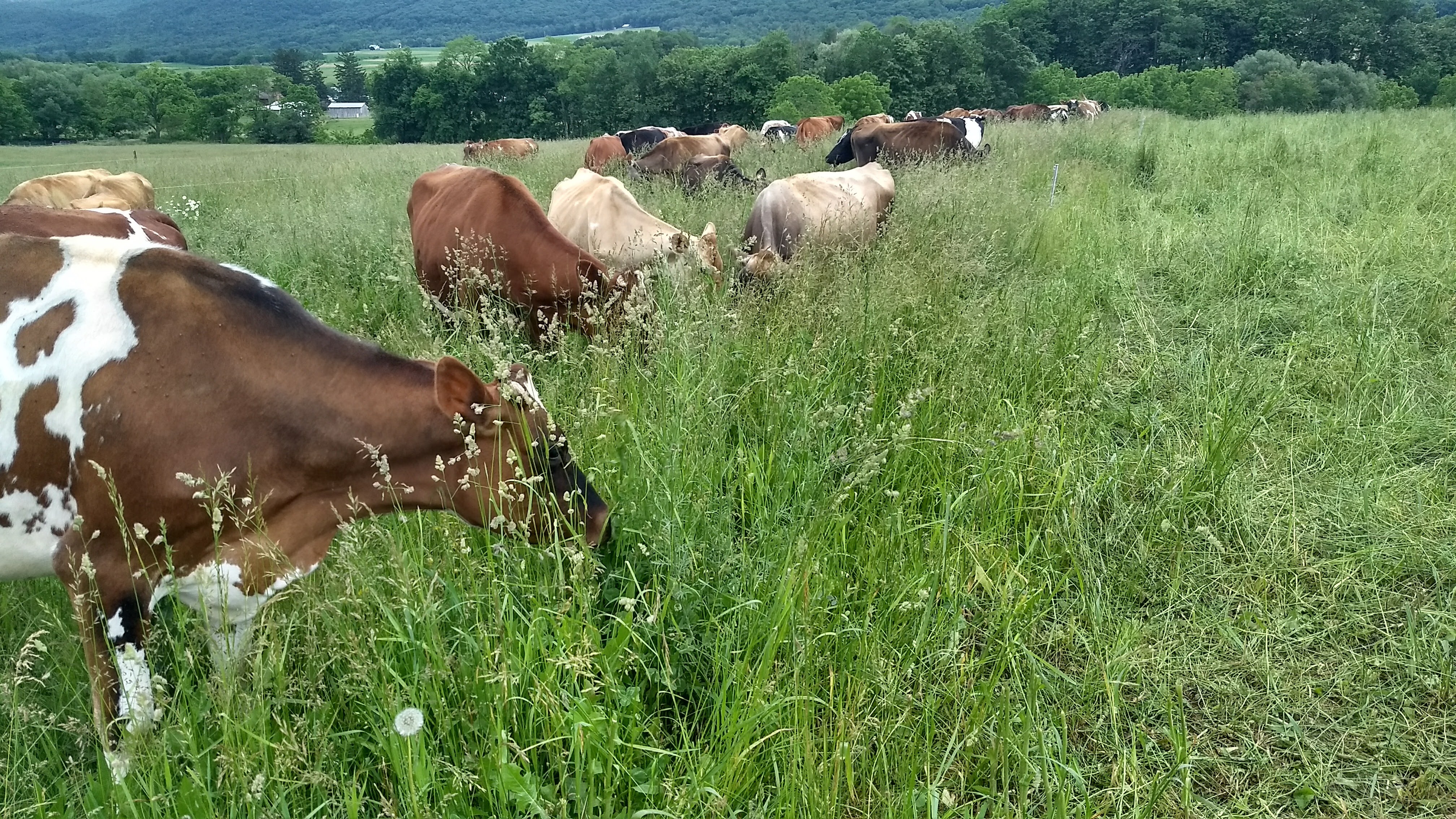 Our cows enjoying the full pasture