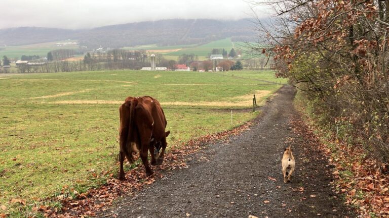 Holly, our oldest cow heading down to the barn for the morning milking