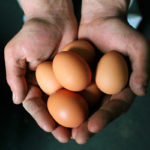 eggs being held by hands
