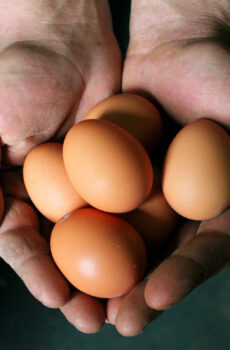 eggs being held by hands