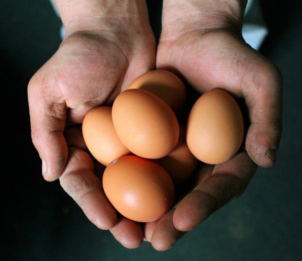 eggs being held by hands