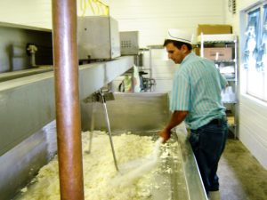 Our cheesemaking story: Ed Brechbill making a batch of cheese at  Whispering Brook Cheese Haus