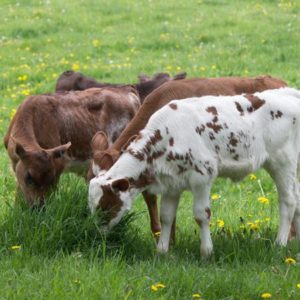 The oldest calves out on pasture