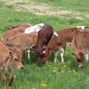 The oldest calves out on pasture