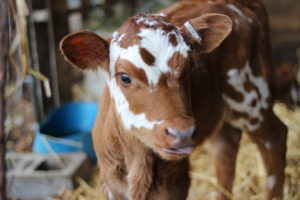 a new baby cow with a red body and white markings on her face