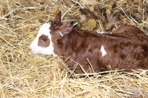 a baby calf with a white face, red body and a red spot around its eye