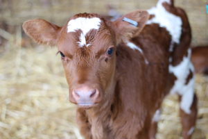 a baby calf with red and white spots