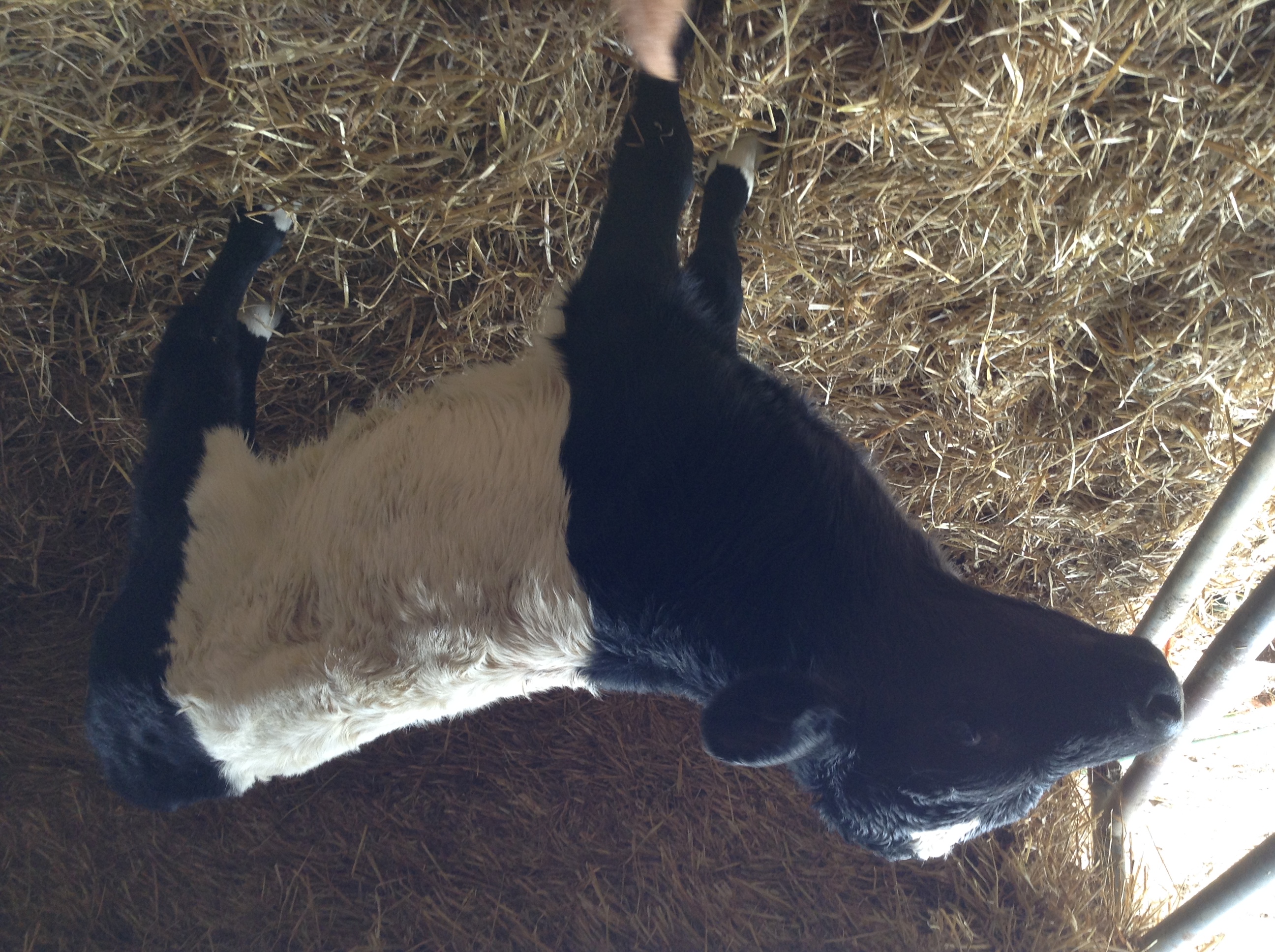 Texas, a Dutch Belted calf