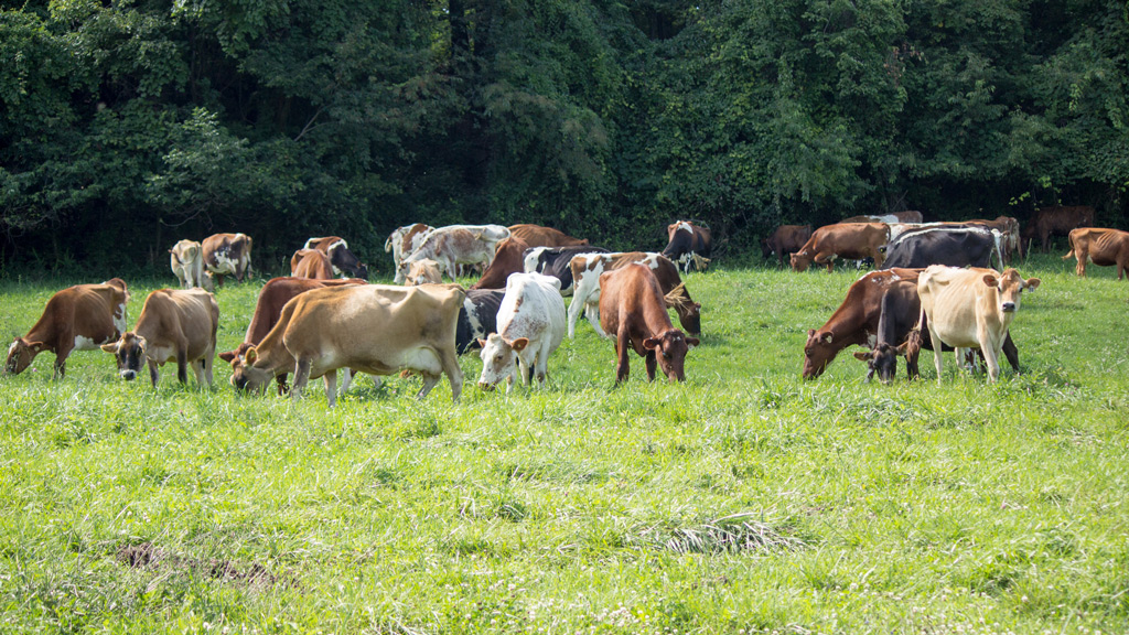 the cows ready to head down to the barn for their morning milking