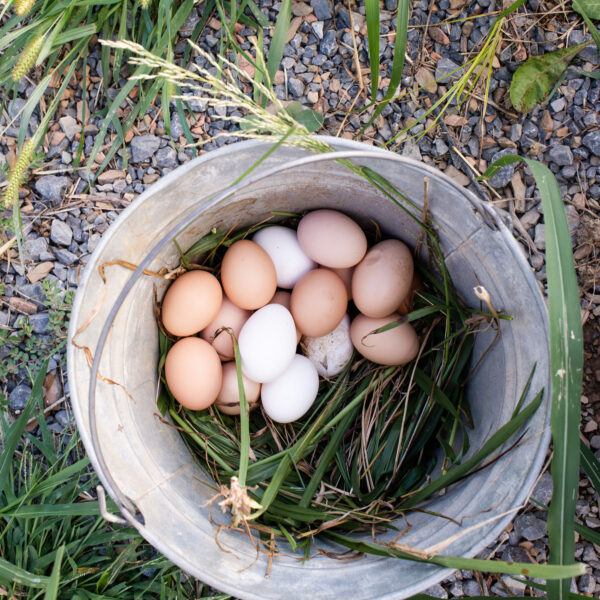 Multi color eggs in a basket