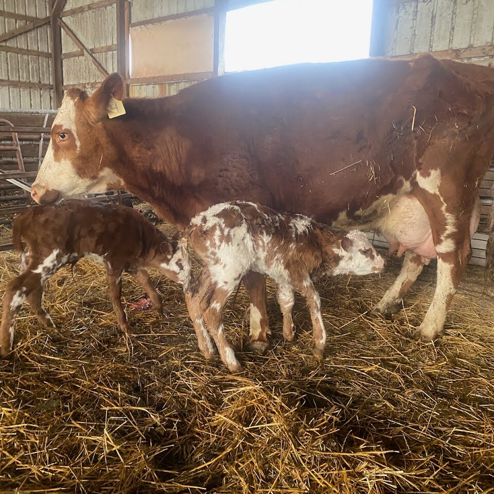 Mikaela with her newborn twins: Mezcal and Maldon