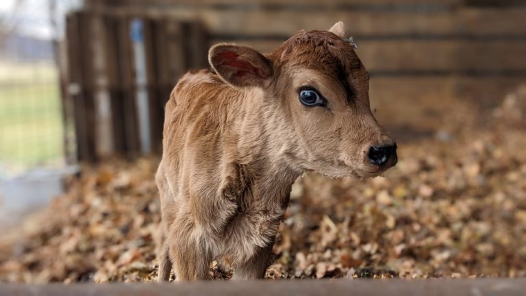 a baby calf