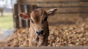 a brown baby calf