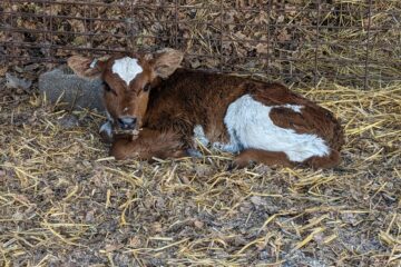 one of the new calves and cow breeds on our farm: Eclair a Jersey/Milking Shorthorn cross.