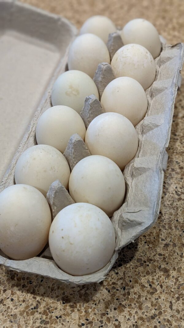 a carton of dozen duck eggs