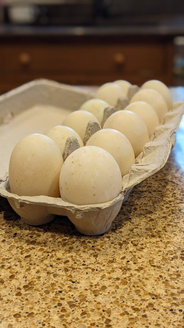 a carton of dozen duck eggs