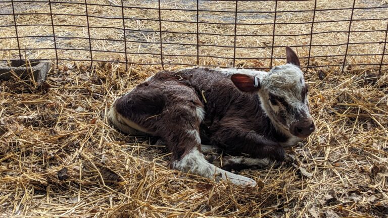 a brown calf with a white stripe down her back named Egg White.