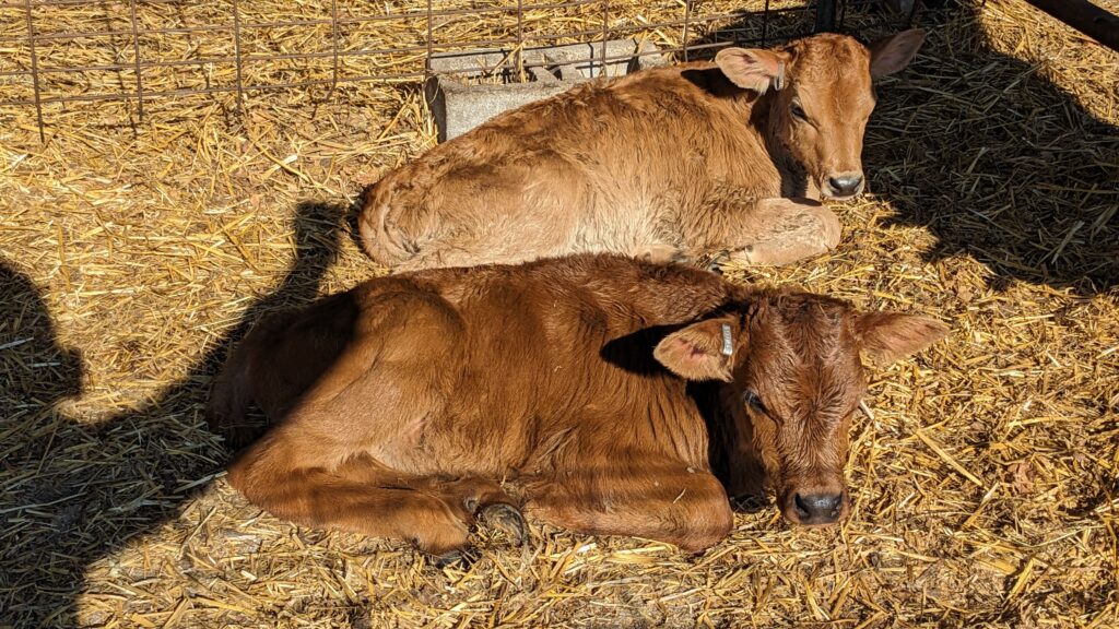 Flaky Pastry and Krumpet, two of our new calves and cow breeds