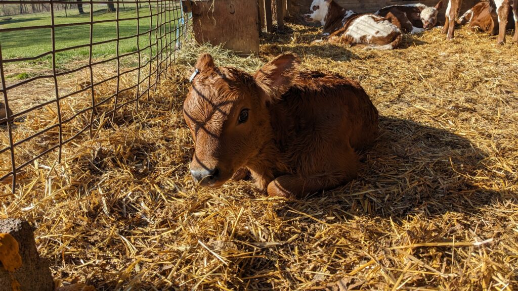 A brown calf named Victoria Sponge, meet the new calves and cow breeds.