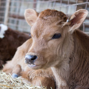 a jersey calf