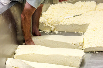 Dave works on cheddaring: turning slabs of curds to build acidity and drain more whey