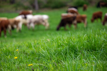 Cows enjoying fresh pasture requires careful management that contributes to the local food cost