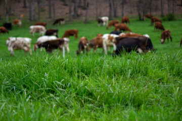 The grass-fed cows of Clover Creek Cheese Cellar enjoying fresh pasture