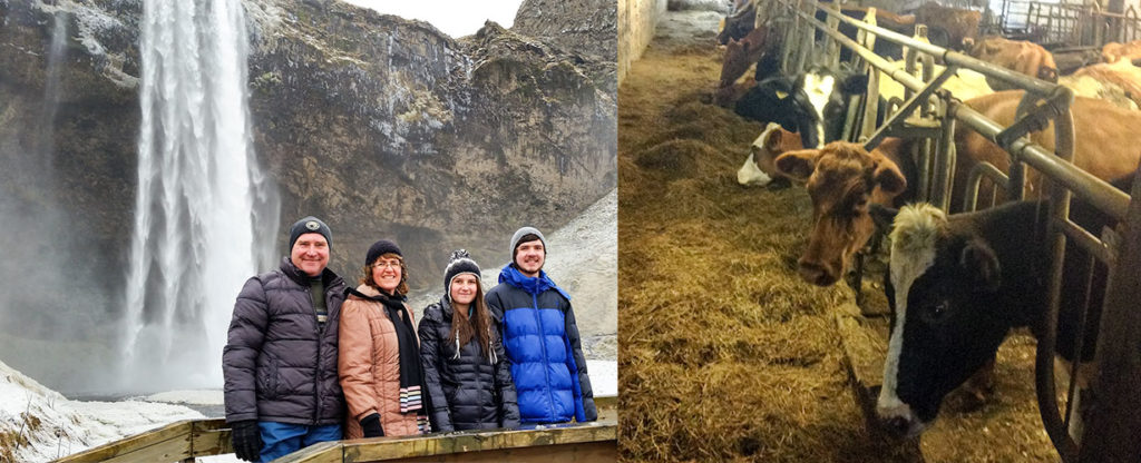 one of the waterfalls in Iceland and some of the cows from the farm we visited