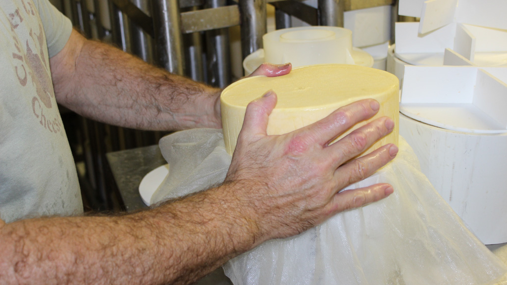 Dave putting a wheel of cheese back into a hoop after redressing